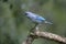 Azure-shouldered tanager, Thraupis cyanoptera