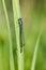 Azure, Southern damselfly, Coenagrion puella, dragonfly at lakes