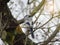 The azure tit Cyanistes cyanus sits on a branch in early spring in the forest.