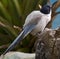 Azure-winged magpie 1