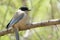 Azure-winged Magpie