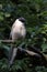 Azure-winged magpie