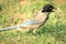 Azure-winged Magpie