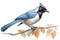 Azure-winged magpie, a bird species found in parts of Europe and Asia