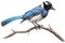 Azure-winged magpie, a bird species found in parts of Europe and Asia