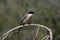 Azure-winged magpie, Cyanopica cyana
