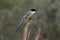 Azure-winged magpie, Cyanopica cyana