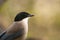 Azure-winged magpie Cyanopica cyanus