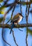 Azure-winged Magpie (Cyanopica cyanus) Outdoors