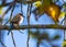 Azure-winged Magpie (Cyanopica cyanus) Outdoors
