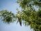 Azure winged magpie Cyanopica cyanus in a tree 4