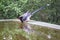 Azure-winged Magpie drinking water