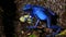 Azureus Dendrobates Tinctotius Blue Poison Dart Frog