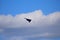 B-2 Spirit Stealth Bomber Conducting Flyover Salute