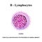 B lymphocytes structure. The functions of B lymphocytes. Immunity Helper Cells. Infographics. Vector illustration on