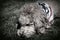 B&W of Goldendoodle Dog Wearing Patriotic Bandana