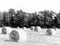 B&W image of round hay bales on farm field in NYS