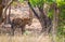 B2, a legendary Bengal Tiger walking through the jungle from a waterhole in Bandhavgarh