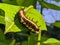 Ba quiescent insect pupa  especially of a butterfly or moth in thailand