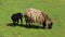 Baa Lamp And Mother Sheep Graze With Happiness