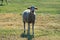 Baa! Says the Sheep CA 02355