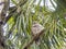 Baard owl in a palm tree