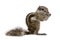 Babary Ground Squirrel, Atlantoxerus Getulus, stan