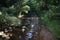 Babbling Brook in Bamboo Forest