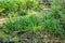 Babbling Brook in Green Forest