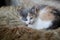 Babby kittens sleeping on sheep fur close by a woodstove .