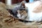 Babby kittens sleeping on sheep fur close by a woodstove .