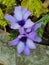 Babiana, lilac country flower