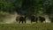 Babies asian elephant playingand running together-001