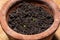 Babies cacti Echinocereus Scheeri in a terracotta flower pot with wet soil at home