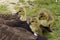 Babies ducks, UK