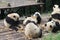 Babies Family Giant Panda, Chengdu China