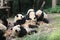 Babies Family Giant Panda, Chengdu China