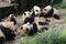 Babies Family Giant Panda, Chengdu China