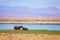 Babies hippo with mother pasturing at Amboseli