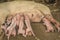 Babies pigs nourishing at Ometepe Island