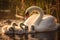 babies swans with theire parent in a sunlit pond, ai genrated