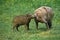 Babirusa, babyrousa babyrussa, Mother with young