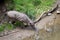 Babirusa Celebes Babyrousa babyrussa endangered animal species