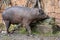 Babirusa Celebes Babyrousa babyrussa endangered animal species