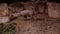 Babirusa in his habitat enclosure in a popular public zoo in 4K