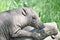 Babirusa and a log