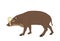 Babirusa vector illustration isolated on white background.