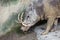 Babirusa Wild Boar Closeup