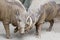 Babirusa Wild Boar Pair Snuggling