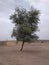 A Babool tree